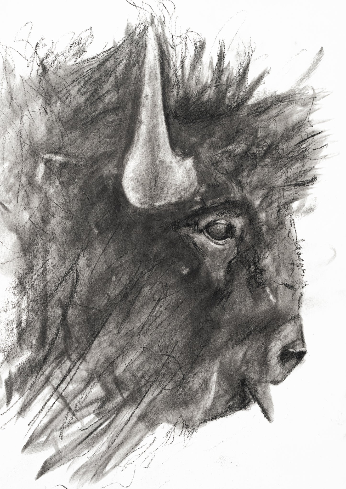 Bison - Drawing