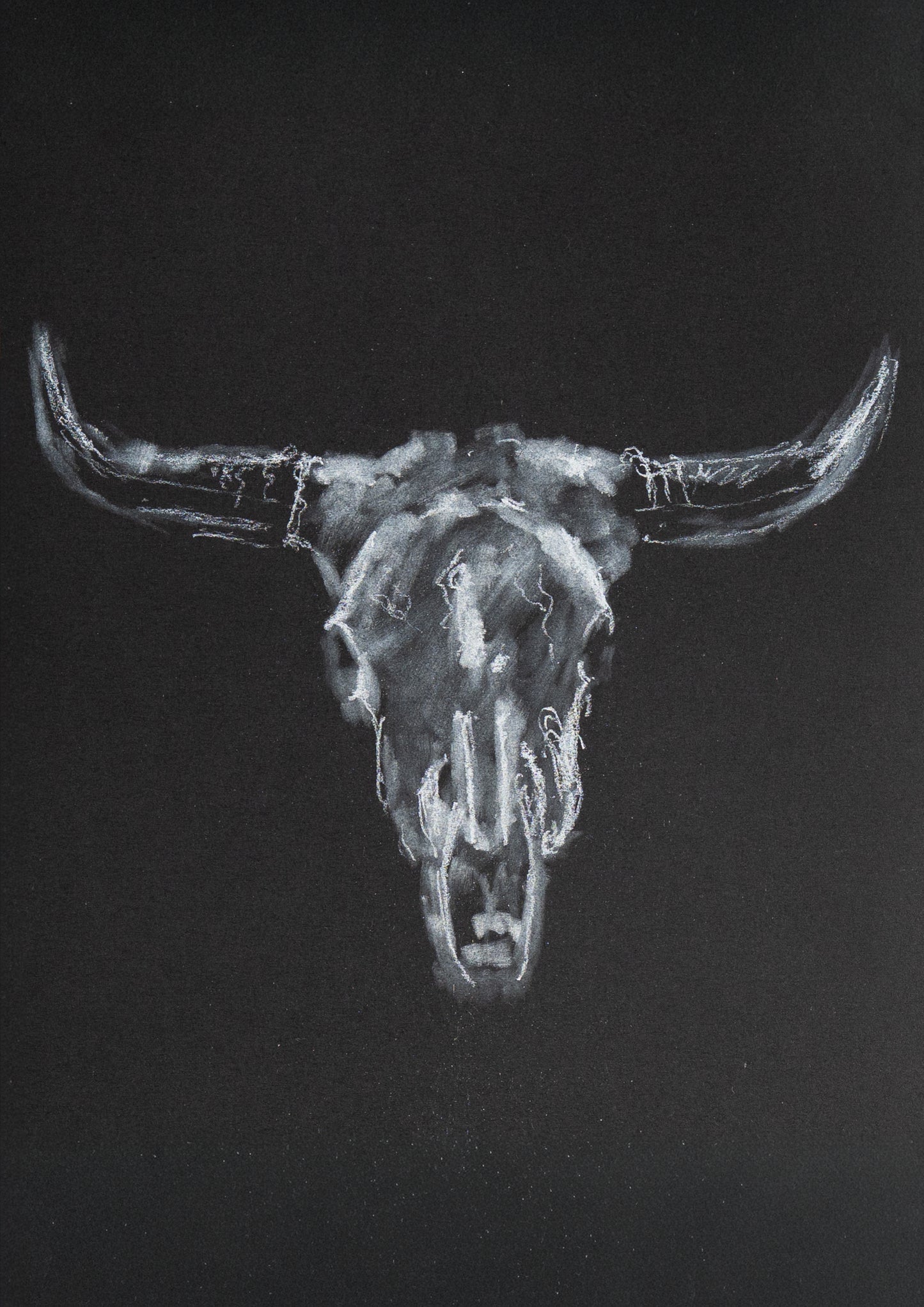 Bison Junior - Drawing