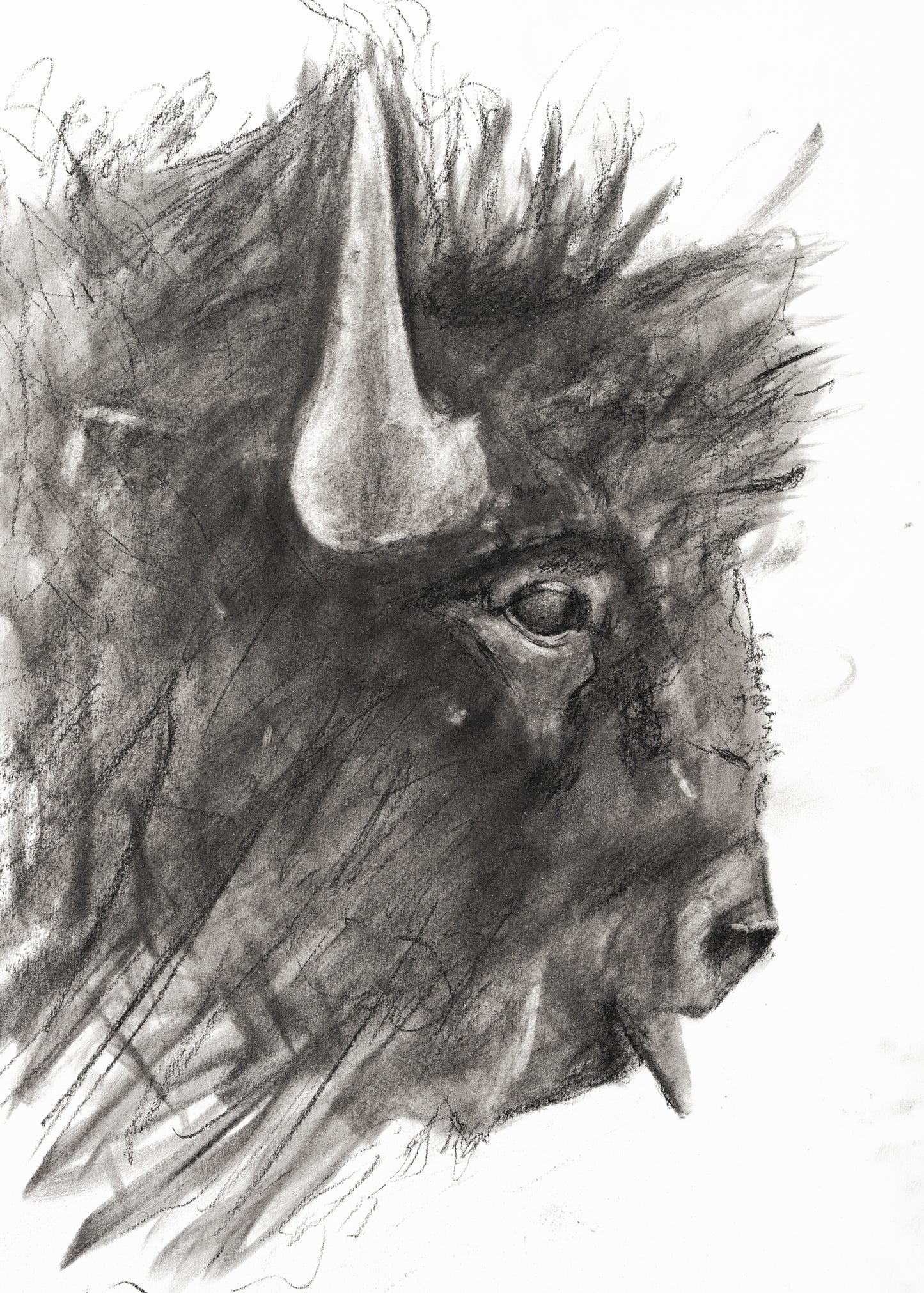 5 x 7 - Bison