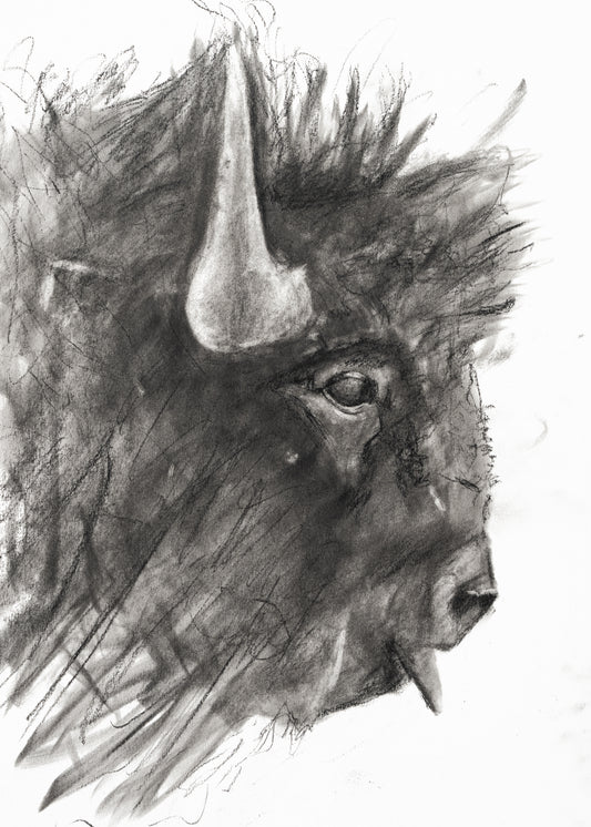 5 x 7 - Bison